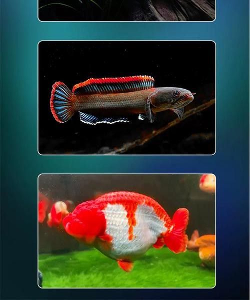 紅龍魚(yú)照明燈具的價(jià)格范圍是多少：紅龍魚(yú)照明燈具的價(jià)格范圍