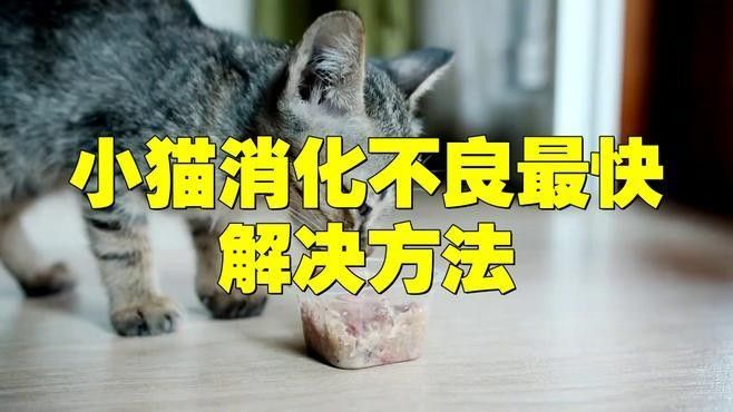 龍貓消化不良會自愈嗎：貓消化不良是指寵物龍貓消化不良是指寵物龍貓消化不良 龍貓消化不良會自愈嗎：貓消化不良是指寵物龍貓消化不良是指寵物龍貓消化不良 龍魚百科 第1張