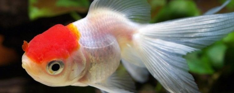 如何判斷龍魚卵是否受精？：如何判斷魚卵是否受精