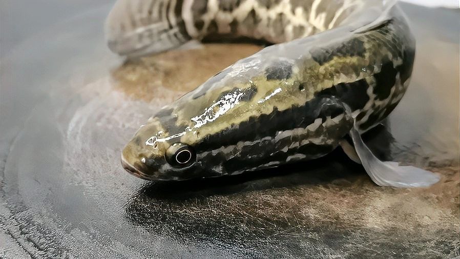 黑魚有哪些特色做法？：黑魚怎么做好吃，大廚教你一招，肉質鮮嫩