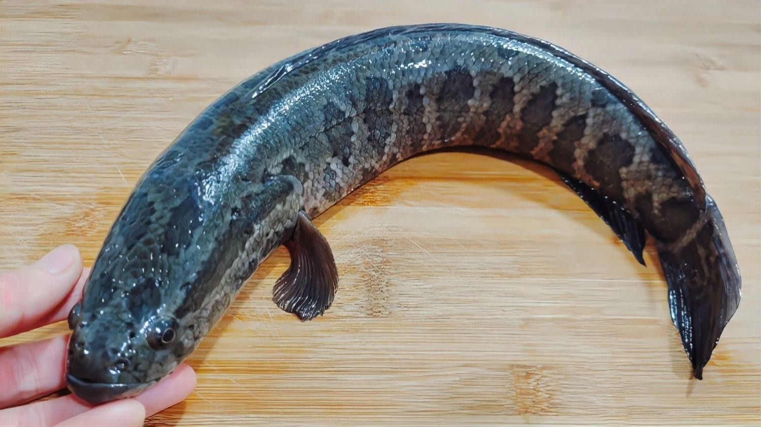黑魚有哪些特色做法？：黑魚怎么做好吃，大廚教你一招，肉質鮮嫩