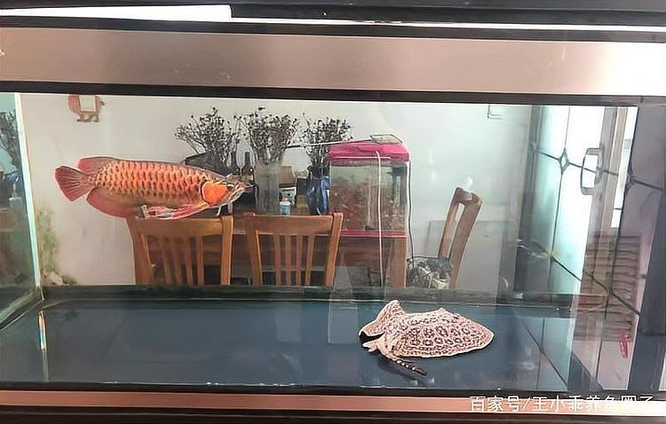 如何確保龍魚和魟魚和平共處：龍魚和魟魚混養(yǎng)的注意事項(xiàng)