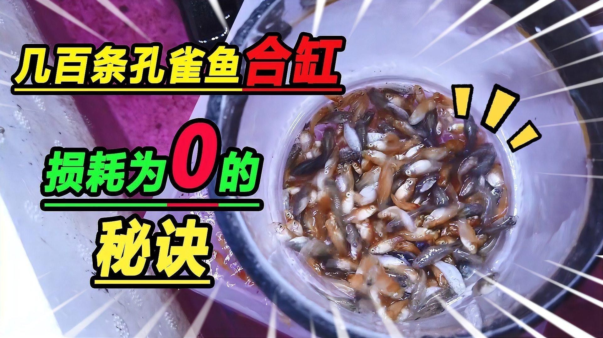 孔雀魚和哪些魚可以混養(yǎng)：孔雀魚和什么魚可以混養(yǎng)和哪些魚類混養(yǎng)最和諧