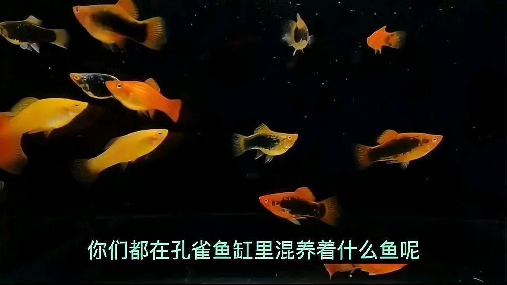 河北寧晉二手魚缸出售電話號碼、寧晉二手魚缸出售電話號碼，寧晉二手魚缸出售電話