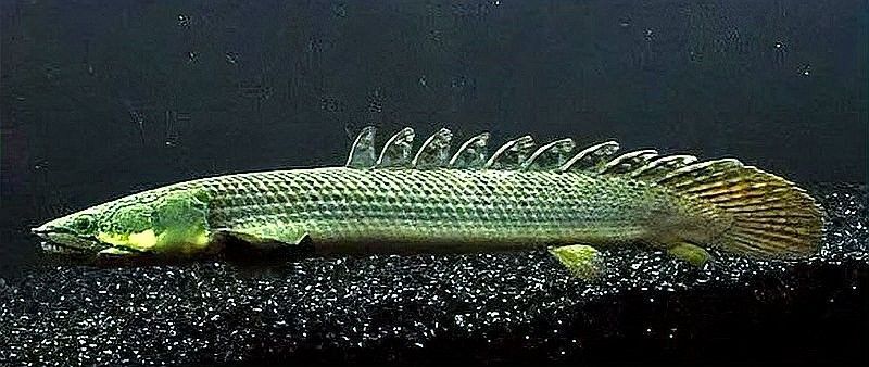 恐龍魚有哪些稀有變異品種：恐龍魚的獨特魅力