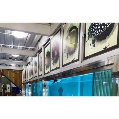 金龍魚批發有哪些渠道：金龍魚批發渠道有哪些？
