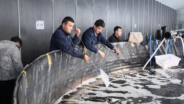 昌吉回族自治州還有哪些水產養殖企業：昌吉回族自治州水產養殖企業主要包括以下幾家企業