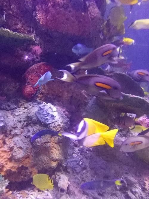 邗江哪個(gè)水族館龍魚好？祥龍魚場龍魚：江蘇揚(yáng)州市邗江區(qū)“祥龍魚場”成為當(dāng)?shù)刂乃屦^之一