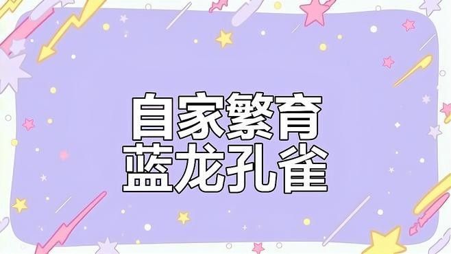 藍龍魚繁殖需要注意什么：關于藍龍魚繁殖的幾個關鍵點