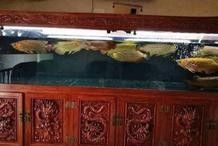 羅漢魚和金龍魚混養需要多大的魚缸：羅漢魚可以和龍魚混養嗎