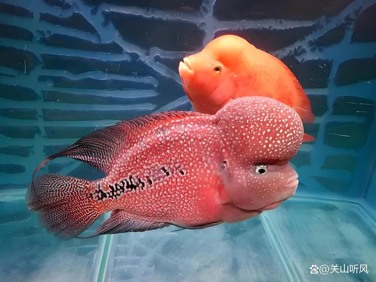 羅漢魚和金龍魚混養需要多大的魚缸：羅漢魚可以和龍魚混養嗎