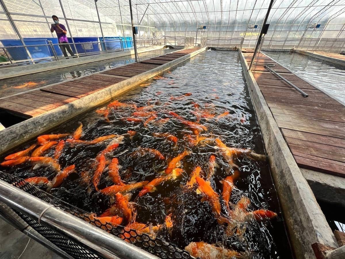 聊城龍魚市場(chǎng)有哪些知名商家：山東省內(nèi)知名水族交易市場(chǎng)聊城龍魚市場(chǎng)的具體地址