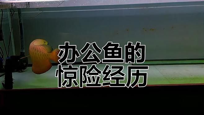 聊城龍魚市場(chǎng)有哪些知名商家：山東省內(nèi)知名水族交易市場(chǎng)聊城龍魚市場(chǎng)的具體地址
