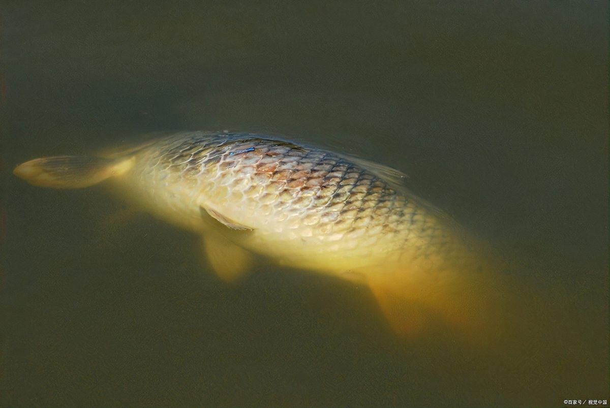 火龍魚多久換一次水？：養(yǎng)龍須知：龍魚一個月?lián)Q一次水可以嗎，養(yǎng)龍須知