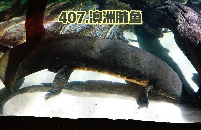肺魚和恐龍魚哪個更稀有？：恐龍魚和肺魚哪個更稀有？