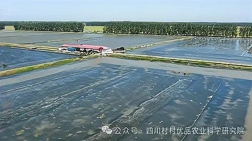 紅龍魚縮鰭會(huì)傳染嗎：紅龍魚縮鰭會(huì)傳染嗎？