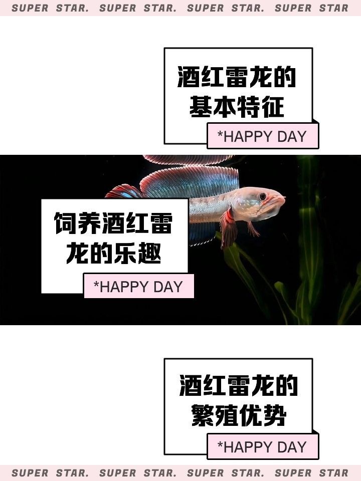 酒紅雷龍魚繁殖周期是多久：小罡日常vlog，酒紅雷龍繁殖：從含卵到魚苗起飛