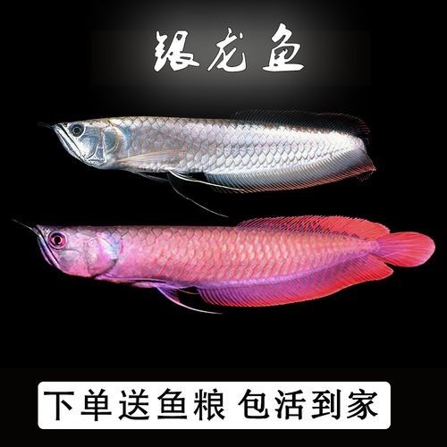 如何辨別粉色金龍魚的品相：如何判斷一只粉色金龍魚的品相