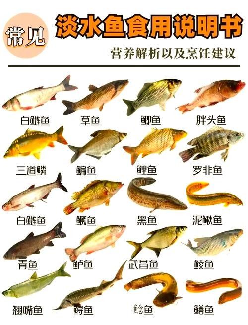 老頭魚如何維持健康狀態？：老頭魚如何保持健康狀態？ 老頭魚如何維持健康狀態？：老頭魚如何保持健康狀態？ 龍魚百科 第11張