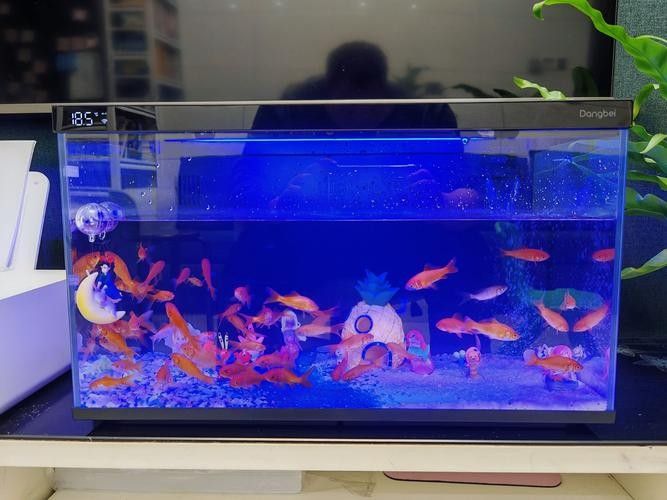 老頭魚如何維持健康狀態？：老頭魚如何保持健康狀態？ 老頭魚如何維持健康狀態？：老頭魚如何保持健康狀態？ 龍魚百科 第1張