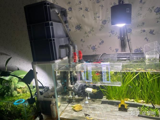 老頭魚如何維持健康狀態？：老頭魚如何保持健康狀態？ 老頭魚如何維持健康狀態？：老頭魚如何保持健康狀態？ 龍魚百科 第2張