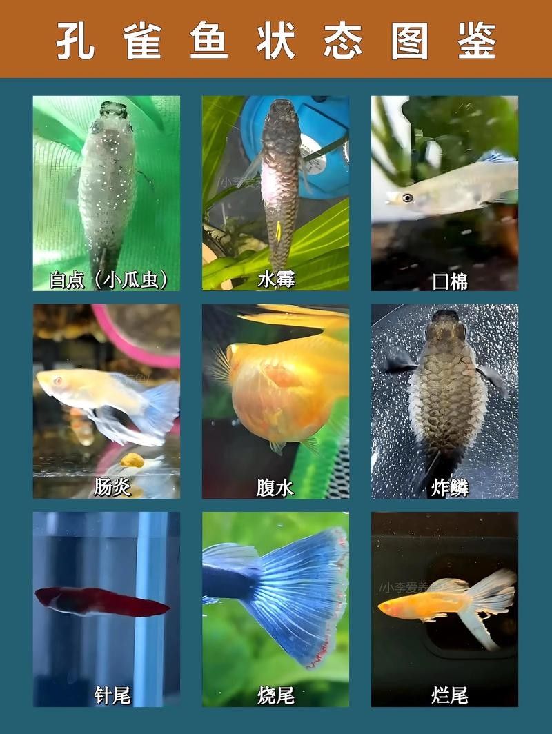 老頭魚如何維持健康狀態？：老頭魚如何保持健康狀態？ 老頭魚如何維持健康狀態？：老頭魚如何保持健康狀態？ 龍魚百科 第9張