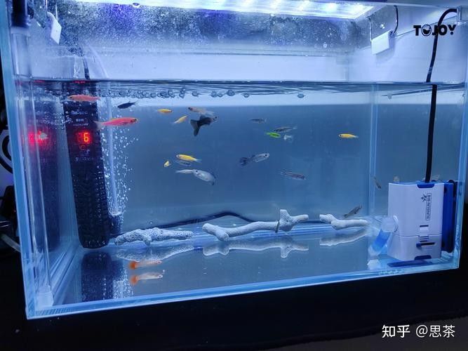 老頭魚如何維持健康狀態？：老頭魚如何保持健康狀態？ 老頭魚如何維持健康狀態？：老頭魚如何保持健康狀態？ 龍魚百科 第4張