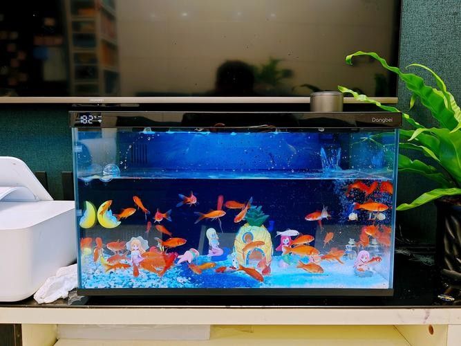 老頭魚如何維持健康狀態？：老頭魚如何保持健康狀態？ 老頭魚如何維持健康狀態？：老頭魚如何保持健康狀態？ 龍魚百科 第5張