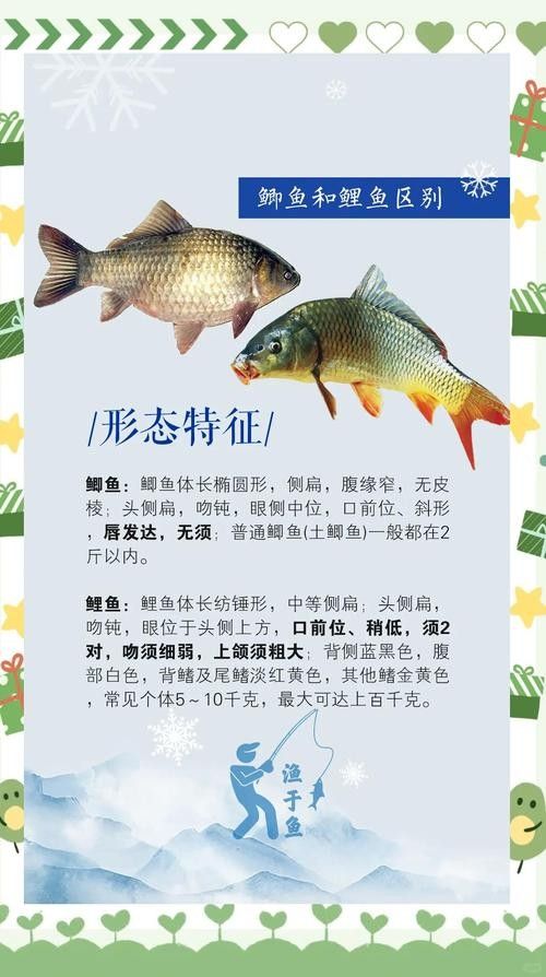 老頭魚如何維持健康狀態？：老頭魚如何保持健康狀態？ 老頭魚如何維持健康狀態？：老頭魚如何保持健康狀態？ 龍魚百科 第13張