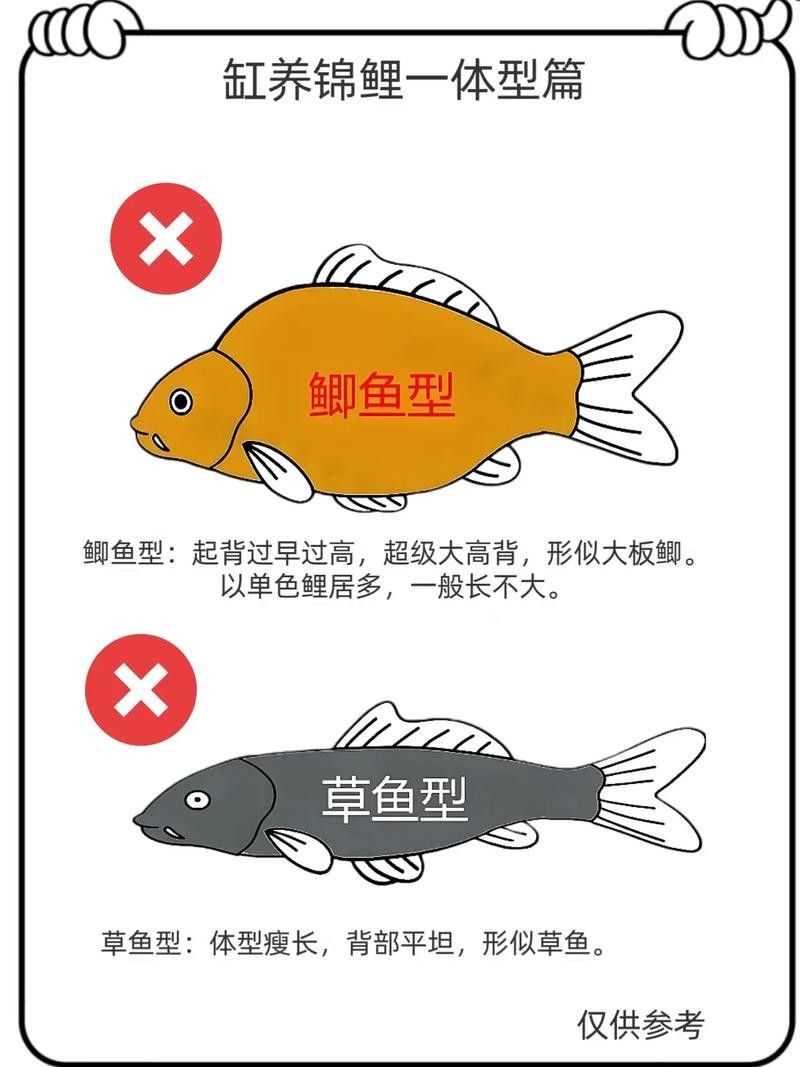 老頭魚如何維持健康狀態？：老頭魚如何保持健康狀態？ 老頭魚如何維持健康狀態？：老頭魚如何保持健康狀態？ 龍魚百科 第12張