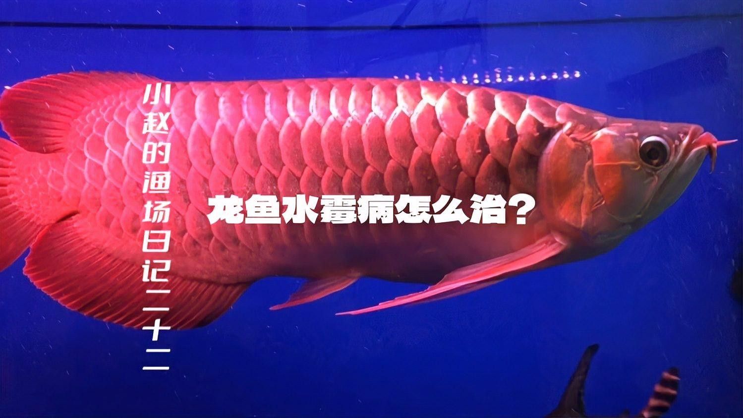 龍魚水霉病有哪些癥狀：農財寶典水產版聽龍魚水霉病的治療方案~