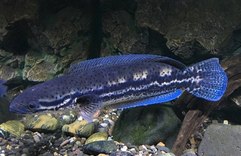 雷龍魚適合什么水質：揭秘雷龍魚養殖的四大黃金法則，你get了嗎 雷龍魚適合什么水質：揭秘雷龍魚養殖的四大黃金法則，你get了嗎 龍魚百科 第7張
