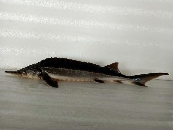 北湖哪個水族館龍魚好？祥龍魚場龍魚：北湖哪個水族館龍魚好祥龍魚場龍魚在尋找一個優質的水族館