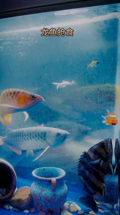 北湖哪個水族館龍魚好？祥龍魚場龍魚：北湖哪個水族館龍魚好祥龍魚場龍魚在尋找一個優質的水族館