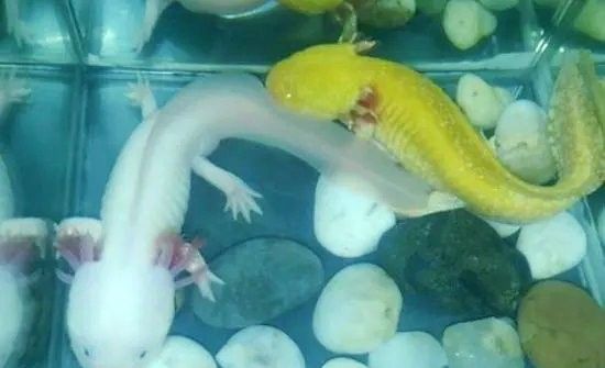六角恐龍魚洞穴深度多少合適：六角恐龍魚洞穴深度的適宜范圍通常取決于多種因素 六角恐龍魚洞穴深度多少合適：六角恐龍魚洞穴深度的適宜范圍通常取決于多種因素 龍魚百科 第4張