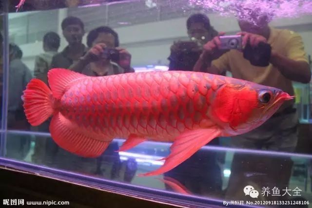 如何欣賞龍魚圖片？：如何欣賞龍魚圖片