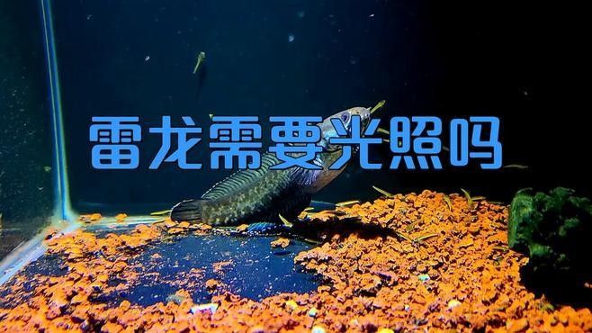 七彩雷龍魚的最佳飼養環境：七彩雷龍魚打造理想飼養環境的指南：七彩雷龍魚飼養指南