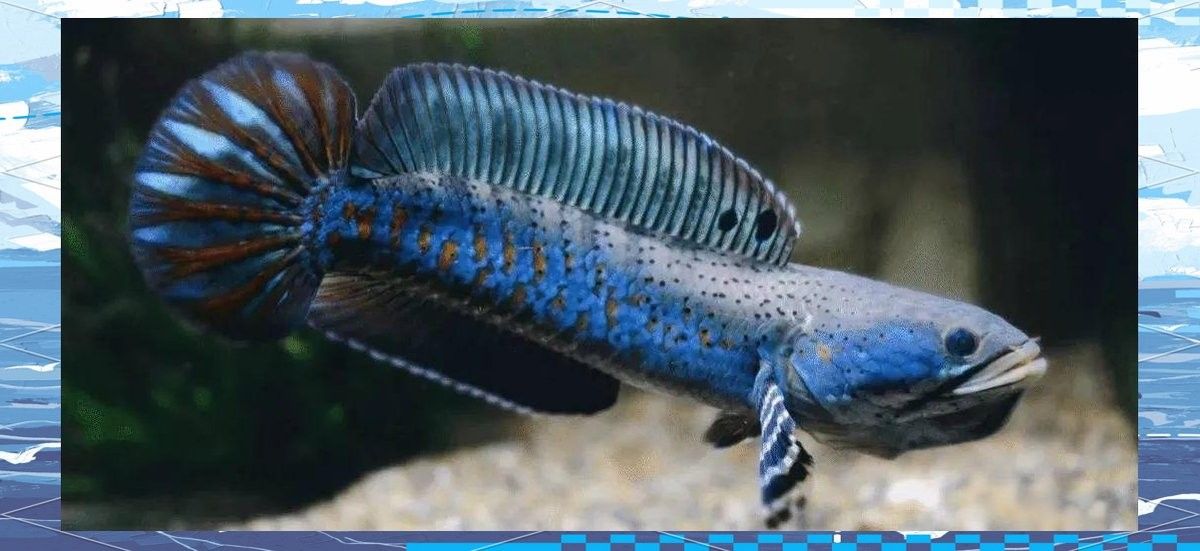 七彩雷龍魚的最佳飼養環境：七彩雷龍魚打造理想飼養環境的指南：七彩雷龍魚飼養指南
