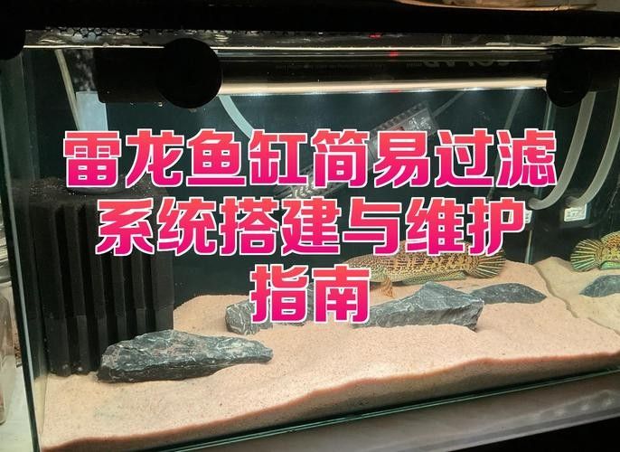 雷龍魚缸需要哪些特殊設備：雷龍缸開缸全攻略咸熙you為雷龍魚打造河流生態缸