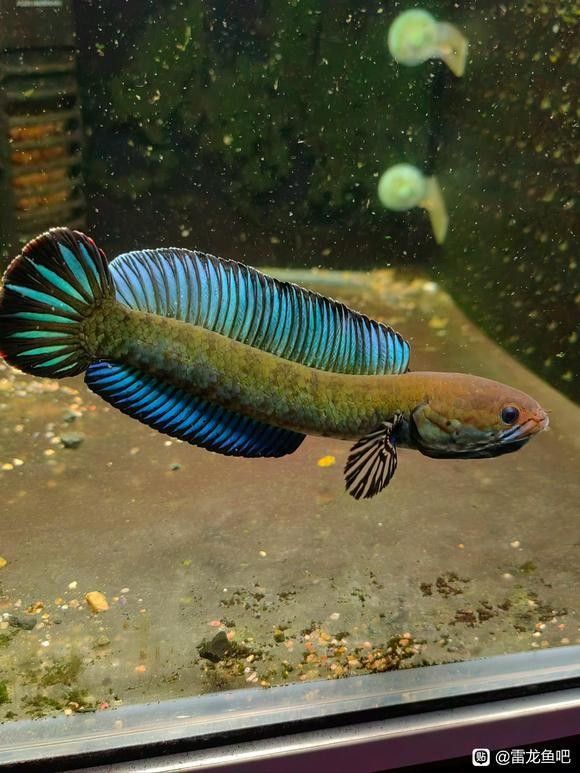 奶茶雷龍魚多久喂一次：雷龍魚多久喂一次合適