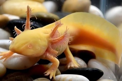 六角龍魚需要多久換一次水：六角恐龍魚多久換一次水