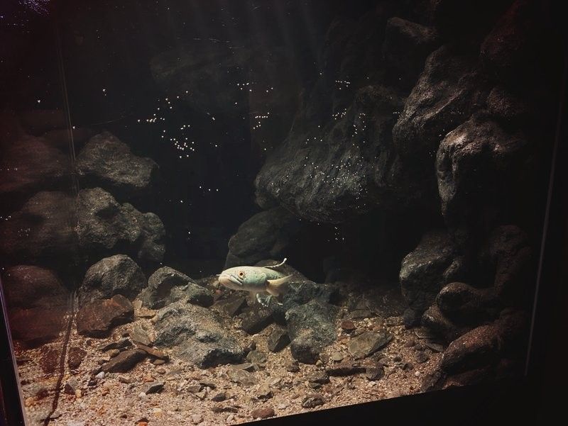 黑魔神雷龍魚(yú)多久喂一次：魔神雷龍魚(yú)喂食技巧大揭秘黑魔神雷龍魚(yú)喂食技巧