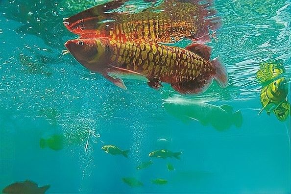 “金鱗”型號的研發團隊是誰？：<strong><mark>上海</mark></strong>海洋大學成功研發“金鱗”型號的智能仿生魚團隊