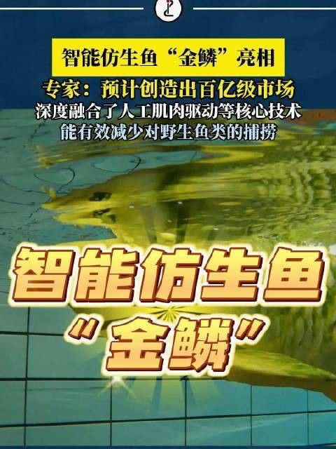 “金鱗”型號的研發(fā)團隊是誰？：上海海洋大學(xué)成功研發(fā)“金鱗”型號的智能仿生魚團隊