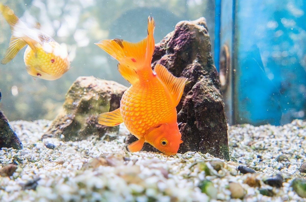 龍魚沉底多久需要關注：廣州龍魚祥龍魚場龍魚趴缸原因及解決方法寵物那些事兒