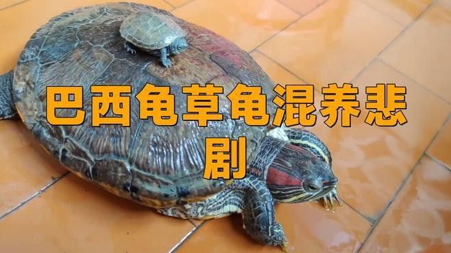 草龜和龍魚混養(yǎng)有哪些風(fēng)險：草龜和龍魚混養(yǎng)存在多重風(fēng)險 草龜和龍魚混養(yǎng)有哪些風(fēng)險：草龜和龍魚混養(yǎng)存在多重風(fēng)險 龍魚百科 第1張