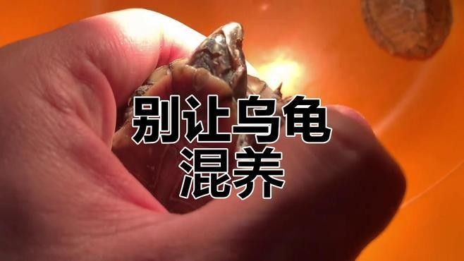 草龜和龍魚混養(yǎng)有哪些風(fēng)險：草龜和龍魚混養(yǎng)存在多重風(fēng)險 草龜和龍魚混養(yǎng)有哪些風(fēng)險：草龜和龍魚混養(yǎng)存在多重風(fēng)險 龍魚百科 第5張
