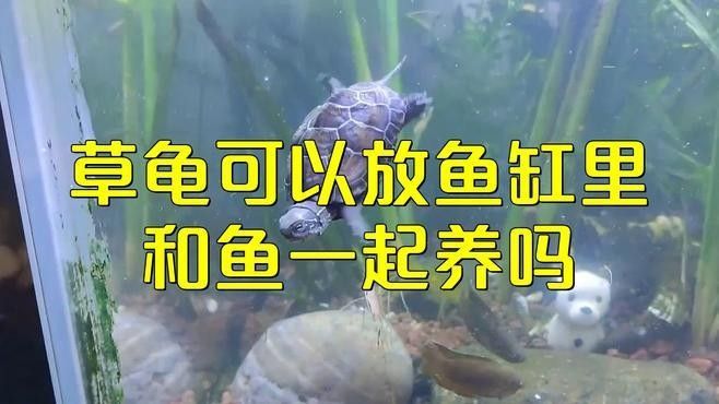 草龜和龍魚混養(yǎng)有哪些風(fēng)險：草龜和龍魚混養(yǎng)存在多重風(fēng)險 草龜和龍魚混養(yǎng)有哪些風(fēng)險：草龜和龍魚混養(yǎng)存在多重風(fēng)險 龍魚百科 第2張
