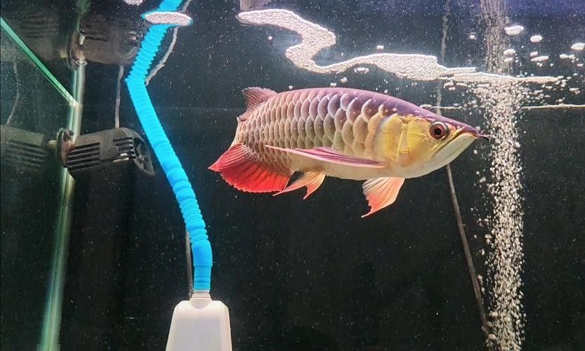 馬來西亞過背金龍魚的價格：馬來西亞過背金龍魚價格 馬來西亞過背金龍魚的價格：馬來西亞過背金龍魚價格 龍魚百科 第3張