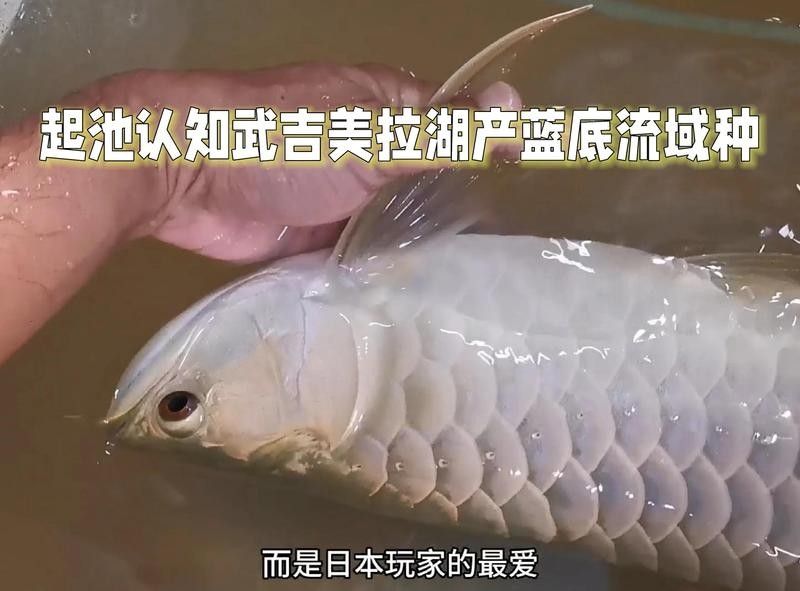 馬來西亞過背金龍魚的價格：馬來西亞過背金龍魚價格 馬來西亞過背金龍魚的價格：馬來西亞過背金龍魚價格 龍魚百科 第7張